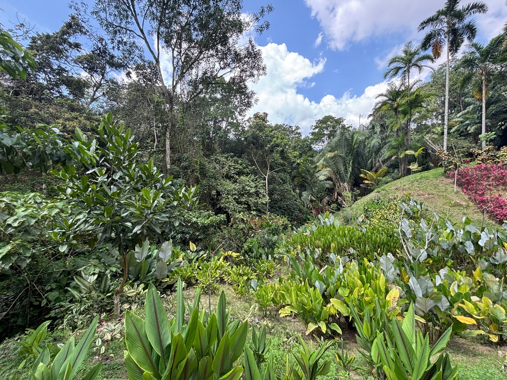 
            San Agustín - Ibagué
        
